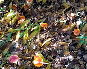 Unterkunft 527202 - Ferienhaus Twente - Huisje in Vriezenveen