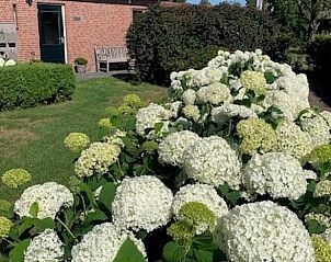 Bloeiende tuin bij Vakantiehuis in De Pollen, Vriezenveen, Twente, met prachtige hortensia's.