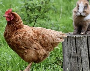 Verblijf 527501 - Vakantiewoning Twente - Huisje in Langeveen