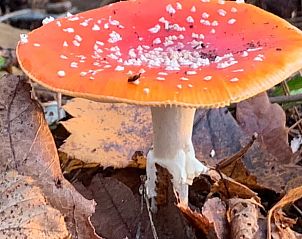 Verblijf 5302100 - Vakantiewoning Salland - Huisje in Holten