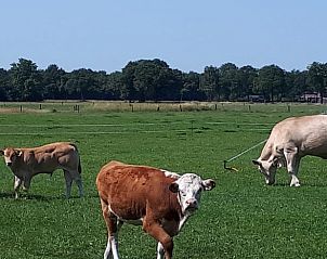 Unterkunft 530246 - Ferienhaus Salland - Vakantiehuis in Holten