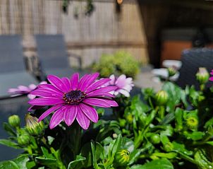 Unterkunft 530249 - Ferienhaus Salland - Huisje in Holten