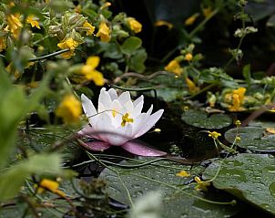 Verblijf 530267 - Vakantiewoning Salland - Vakantiehuisje in Holten