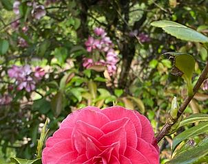 Verblijf 530267 - Vakantiewoning Salland - Vakantiehuisje in Holten