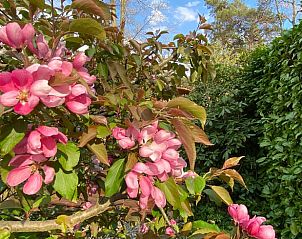 Verblijf 530267 - Vakantiewoning Salland - Vakantiehuisje in Holten