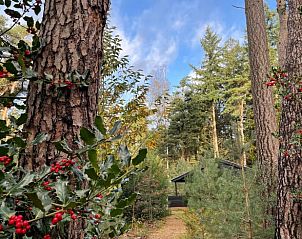 Bospad naar Vakantiehuis in Holten, omringd door hoge bomen in het serene Salland, Overijssel.