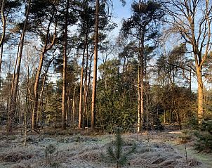 Winterse sfeer rondom Vakantiehuis in Holten, met besneeuwde bomen in Salland, Overijssel.