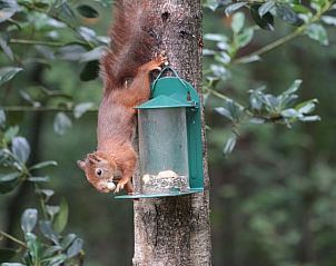 Vogel op een tak bij Vakantiehuis in Holten, ontdek de lokale fauna in Salland, Overijssel.