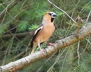 Nachtelijke vogels in vlucht nabij Vakantiehuis in Holten, een paradijs voor vogelliefhebbers in Salland, Overijssel.