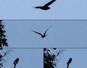 Paddenstoelen in de omgeving van Vakantiehuis in Holten, geniet van de natuur in Salland, Overijssel.