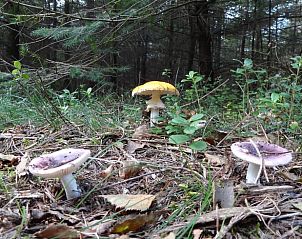 Roodborstje zingend bij Vakantiehuis in Holten, ervaar de natuurlijke geluiden van Salland, Overijssel.