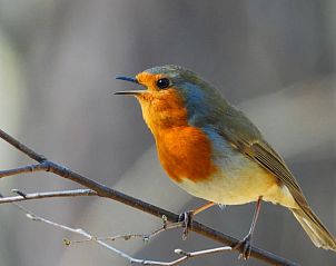 Vogel op een tak bij Vakantiehuis in Holten, ontdek de rijke fauna van Salland, Overijssel.
