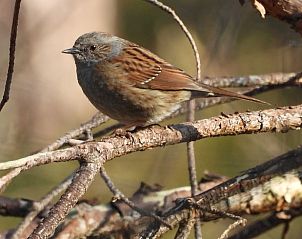 Ree verscholen in de bossen rond Vakantiehuis in Holten, spot wildleven in Salland, Overijssel.