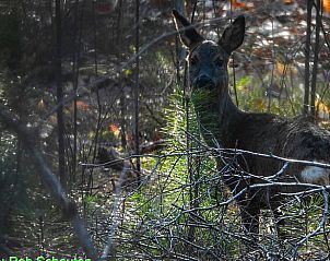 Ree in de natuur bij Vakantiehuis in Holten, ideaal voor dierenliefhebbers in Salland, Overijssel.