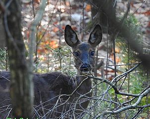 Ree graast rustig bij Vakantiehuis in Holten, beleef de natuur van Salland, Overijssel.