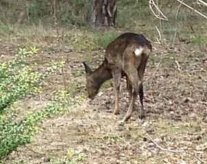Vlinder in de tuin van Vakantiehuis in Holten, ontdek de biodiversiteit in Salland, Overijssel.