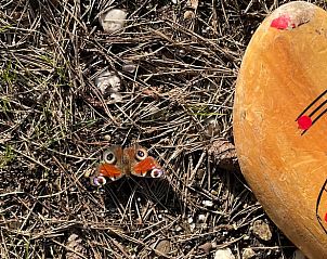 Vogels voeren elkaar bij Vakantiehuis in Holten, een vogelparadijs in Salland, Overijssel.