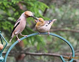 Verblijf 530269 - Vakantiewoning Salland - Vakantiehuis in Holten