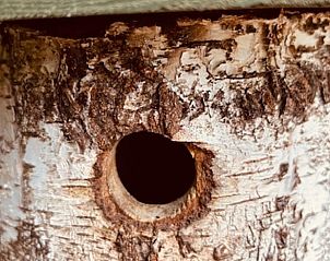 Unterkunft 530290 - Ferienhaus Salland - Vakantiehuisje in Holten