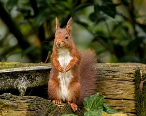 Unterkunft 530297 - Ferienhaus Salland - Vakantiehuis in Holten