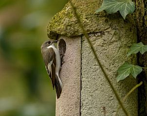 Unterkunft 530297 - Ferienhaus Salland - Vakantiehuis in Holten