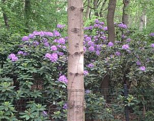 Unterkunft 530297 - Ferienhaus Salland - Vakantiehuis in Holten
