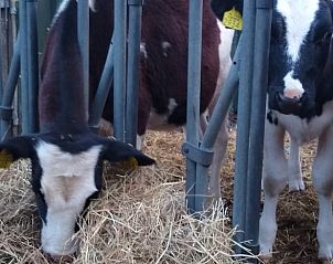 Unterkunft 530299 - Ferienhaus Salland - Vakantiehuis in Holten