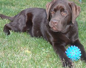 Unterkunft 530299 - Ferienhaus Salland - Vakantiehuis in Holten