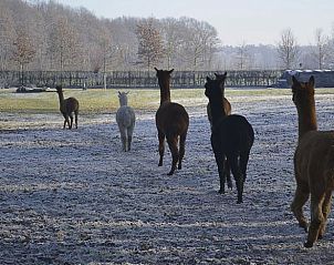 Alpaca's in de velden nabij vakantiehuis in Wijhe, Overijssel, een unieke natuurervaring.
