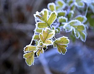 Bevroren bladeren in de tuin van vakantiehuis in Wijhe, Salland, tonen de schoonheid van de natuur.