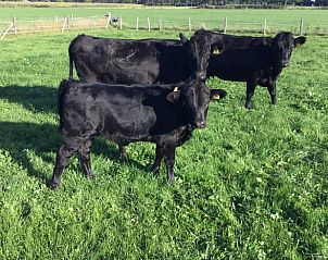 Zwarte koeien in groene weide nabij Vakantiehuisje in Raalte, Salland, Overijssel