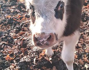 Guest house 531314 - Holiday property Salland - Vakantiehuisje in Heeten