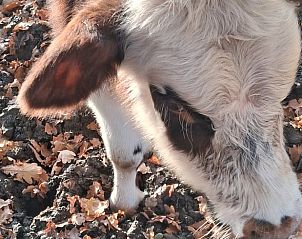 Guest house 531314 - Holiday property Salland - Vakantiehuisje in Heeten