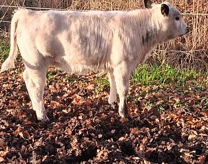 Guest house 531314 - Holiday property Salland - Vakantiehuisje in Heeten