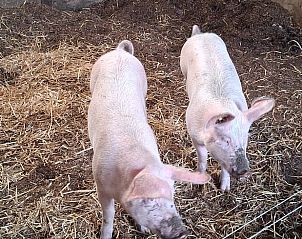 Guest house 531314 - Holiday property Salland - Vakantiehuisje in Heeten