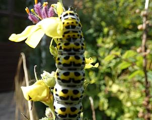 Unterkunft 531706 - Ferienhaus Salland - Vakantiehuis in Olst