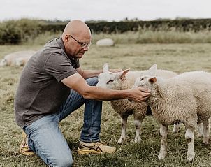 Gastvrijheid met schapen in de omgeving van Vakantiehuisje in Olst, Salland, Overijssel.