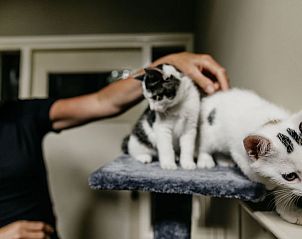 Kattenvrienden in Vakantiehuisje in Olst, gezellige vakantiewoning in Salland, Overijssel.