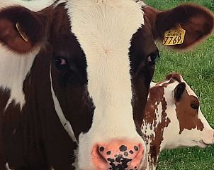 Unterkunft 531723 - Ferienhaus Salland - Huisje in Olst