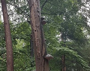 Unterkunft 532208 - Ferienhaus Salland - Vakantiehuisje in Hellendoorn