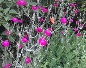 Verblijf 532237 - Vakantiewoning Salland - Huisje in Hellendoorn