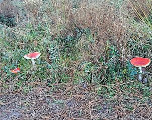 Unterkunft 533226 - Ferienhaus Salland - Vakantiehuis in Haarle