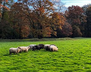 Unterkunft 533238 - Ferienhaus Salland - Huisje in Haarle