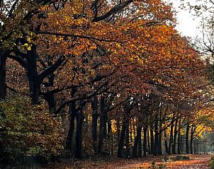 Unterkunft 533238 - Ferienhaus Salland - Huisje in Haarle