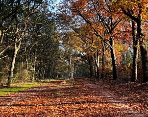 Unterkunft 533238 - Ferienhaus Salland - Huisje in Haarle