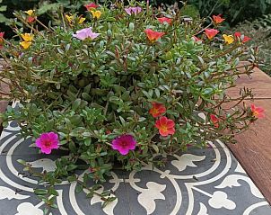 Bloemen op tafel bij Vakantiehuisje in Wesepe, kleurrijk detail in Salland, Overijssel.