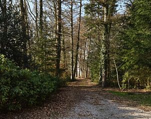 Bospaadje naar Huisje in Wesepe, vakantiehuis in Wesepe, Salland, Overijssel omringd door bomen.