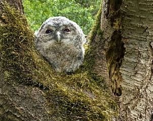 Unterkunft 533306 - Ferienhaus Salland - Vakantiehuis in Wesepe