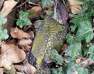 Unterkunft 533306 - Ferienhaus Salland - Vakantiehuis in Wesepe