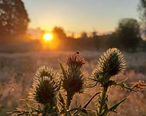 Unterkunft 533306 - Ferienhaus Salland - Vakantiehuis in Wesepe